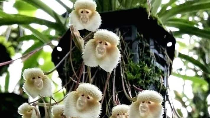 Picture of Dracula simia or Himalayan monkey flower goes viral on social media Picture of Dracula simia or Himalayan monkey flower goes viral on social media