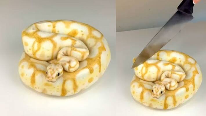 Viral Video Of Snake Cake Has The Internet Stunned Viral Video Of Snake Cake Has The Internet Stunned