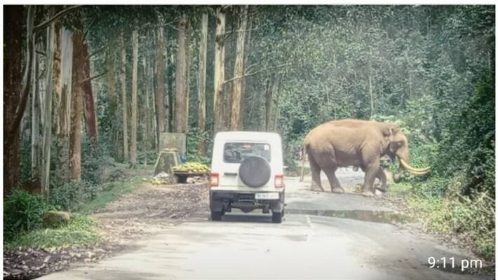 wild elephant padayappa again appeared wild elephant padayappa again appeared