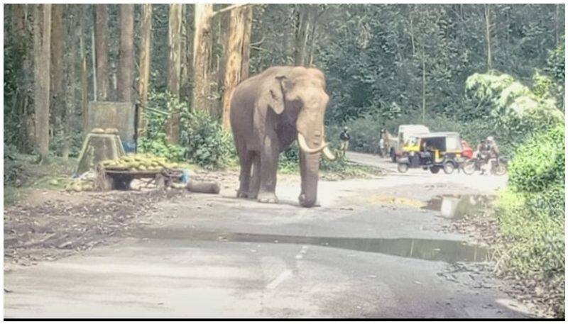 wild elephant padayappa again appeared