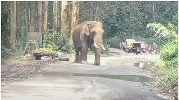 Wild tusker Padayappa charges at ration shop catches rice sacks and diverted by localites etj Wild tusker Padayappa charges at ration shop catches rice sacks and diverted by localites etj