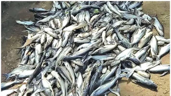 Anti socials mixed poison and fish died Anti socials mixed poison and fish died