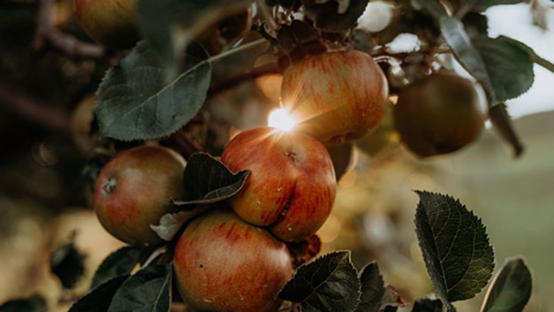 Colombia Two children died after eating fruit in a garden