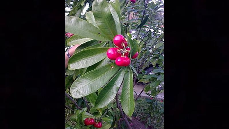 Colombia Two children died after eating fruit in a garden