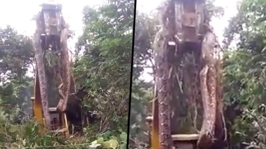 Watch: Gigantic snake lifted by crane from rainforest; viral video will ...