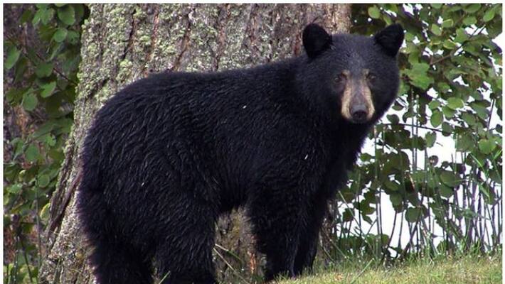Himalayan Black Bear Enters Raj Bhavan In Sikkim Himalayan Black Bear Enters Raj Bhavan In Sikkim