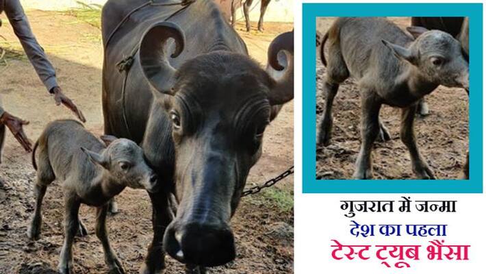 Insemination of buffalo for the first time in India with IVF technique Insemination of buffalo for the first time in India with IVF technique