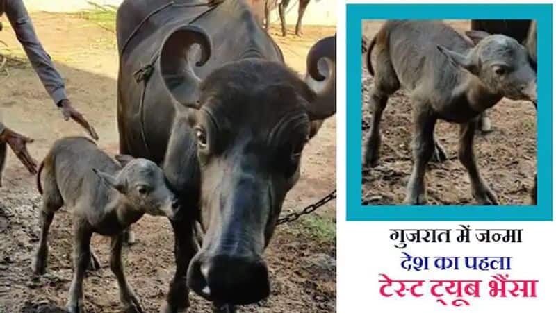 Insemination of buffalo for the first time in India with IVF technique