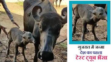 Insemination of buffalo for the first time in India with IVF technique