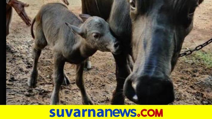 Indias first IVF Banni buffalo calf born in Gujarat Indias first IVF Banni buffalo calf born in Gujarat