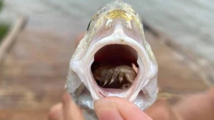 parasite eating a fishs tongue and replace that parasite eating a fishs tongue and replace that