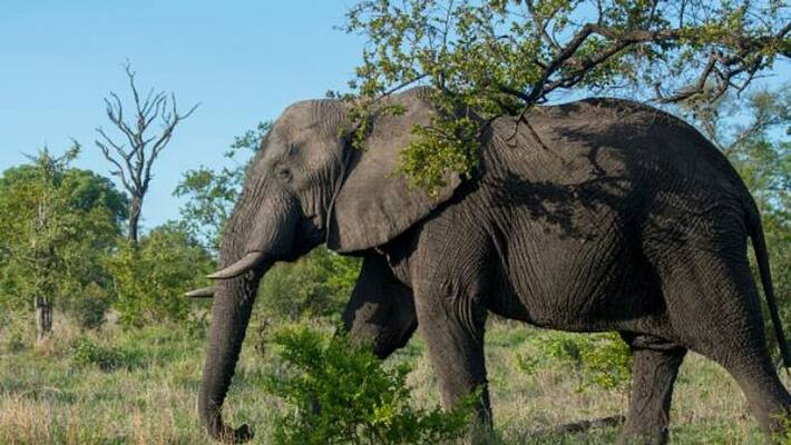 Chief Wildlife Warden s instruction to drug wilde elephant in Palakkad Chief Wildlife Warden s instruction to drug wilde elephant in Palakkad