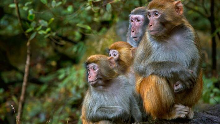 Georgia University Scientists discovered a cure for male infertility through monkeys Georgia University Scientists discovered a cure for male infertility through monkeys