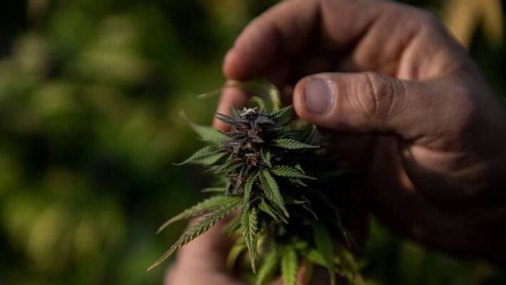 Luxembourg will be legalise growing and using cannabis Luxembourg will be legalise growing and using cannabis