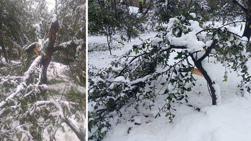 weather alert, heavy snowfall in kashmir and uttarakhand,see some pictures