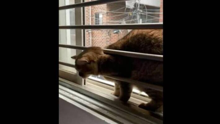 cat finds its way out video cat finds its way out video