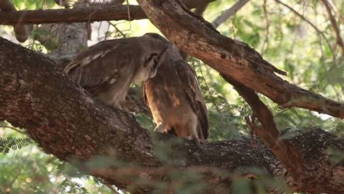 giant owl gone almost unseen photographed giant owl gone almost unseen photographed