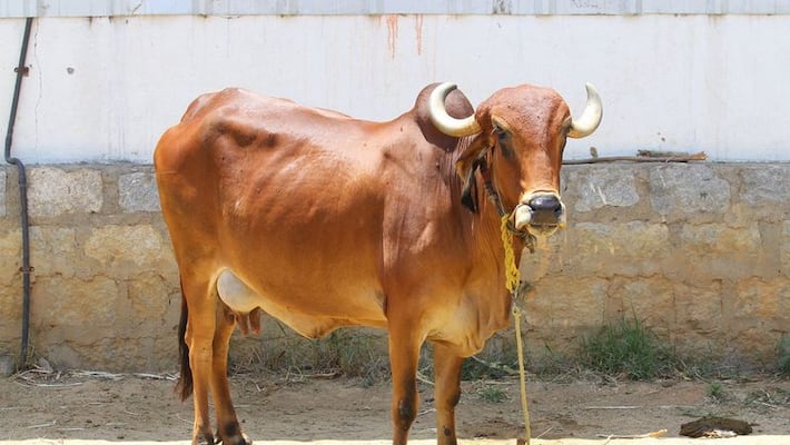 Karnataka Govt Orders To cow pooja In Temples On deepavali balipadyami Nov 5th rbj Karnataka Govt Orders To cow pooja In Temples On deepavali balipadyami Nov 5th rbj