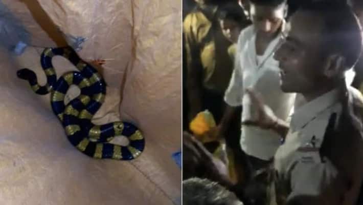 Highly Venomous Banded Krait Rescued In Bihar video viral Highly Venomous Banded Krait Rescued In Bihar video viral