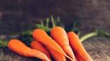 carrot cultivation farmers happy for good rate of sales
