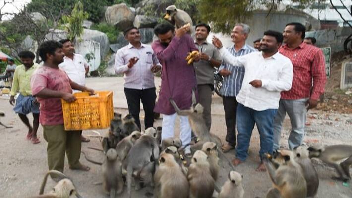 Minister sriramulu Time Spends With monkies at Koppal rbj Minister sriramulu Time Spends With monkies at Koppal rbj