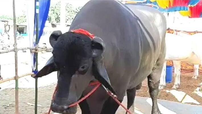 madhya pradesh shocking news MAD buffalo killed owner in mandsaur madhya pradesh shocking news MAD buffalo killed owner in mandsaur