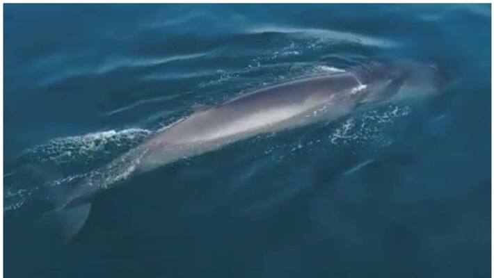 Rare whale found in Abu Dhabi waters Rare whale found in Abu Dhabi waters