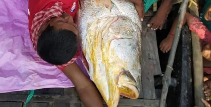 Sundarban 7 feet fish