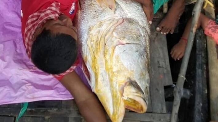 Sundarban 7 feet fish Sundarban 7 feet fish