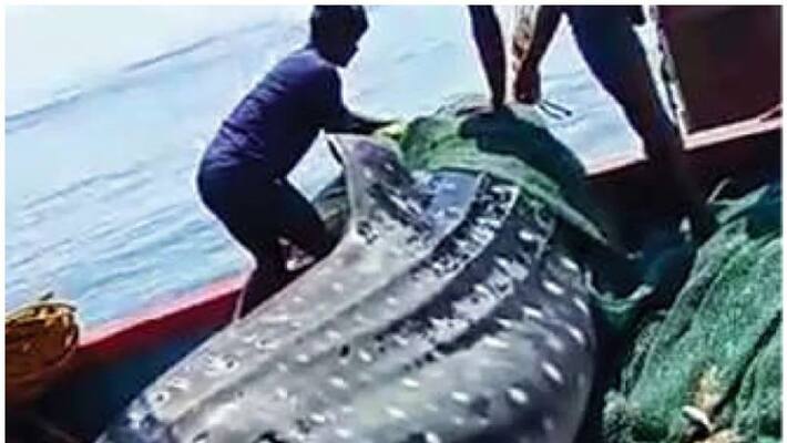 fisherman caught two and half ton weight fish put back to sea fisherman caught two and half ton weight fish put back to sea