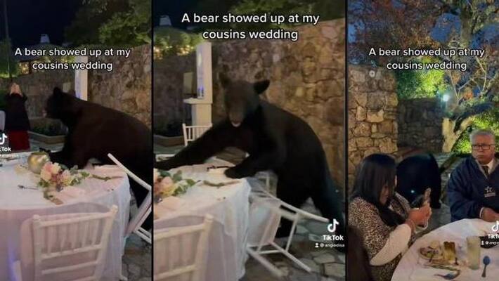 bears surprise entry at a wedding bears surprise entry at a wedding