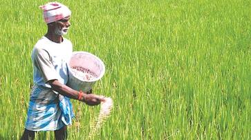 Union Cabinet approves Rs 22,300 crore NPK fertiliser subsidy for 2023-24 rabi season AJR Union Cabinet approves Rs 22,300 crore NPK fertiliser subsidy for 2023-24 rabi season AJR