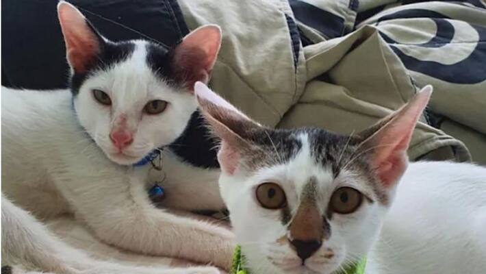 Singapore woman fined for abandoning kittens Singapore woman fined for abandoning kittens