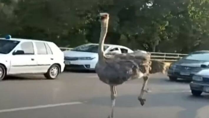 Two ostriches spotted running on Lahore s Road Two ostriches spotted running on Lahore s Road