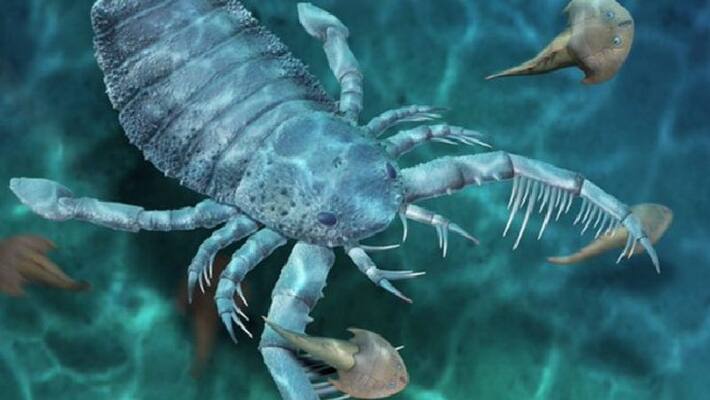 Fearsome Dog Sized Scorpion Ruled Chinese Sea Floors 400 million years ago bpsb Fearsome Dog Sized Scorpion Ruled Chinese Sea Floors 400 million years ago bpsb
