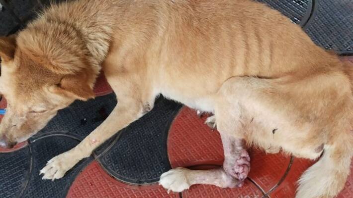 Surgery on the dog with the intervention of the minister to heal the wound in the leg Surgery on the dog with the intervention of the minister to heal the wound in the leg