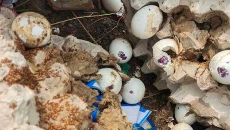 Distribution of rotten eggs to school children...Nutrition organizer suspend
