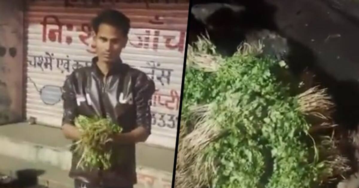 Vegetable vendor booked for cleaning coriander leaves in drain water; watch video