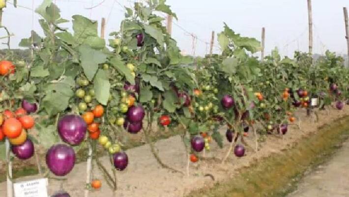 brinjal and tomato grow together in a single plant through grafting brinjal and tomato grow together in a single plant through grafting