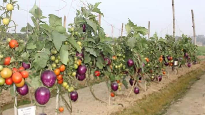 Uttar Pradesh, brinjal and tomato Growing on same Plant in Varanasi Uttar Pradesh, brinjal and tomato Growing on same Plant in Varanasi