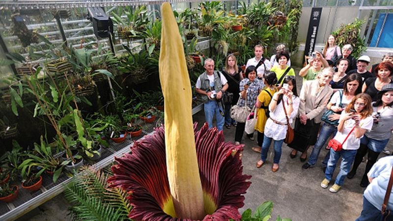 Penis Plant or Amorphophallus Decus Silvae is blooms first time in 24 years in the Netherlands