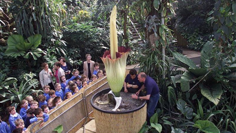 Penis Plant or Amorphophallus Decus Silvae is blooms first time in 24 years in the Netherlands