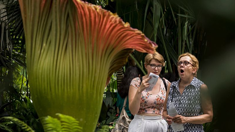 Penis Plant or Amorphophallus Decus Silvae is blooms first time in 24 years in the Netherlands