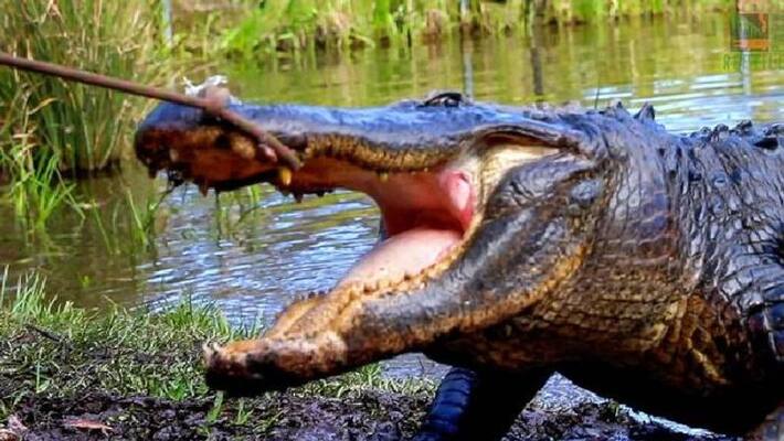 aggressive during mating season an alligator wrangled into solitary by zoo aggressive during mating season an alligator wrangled into solitary by zoo