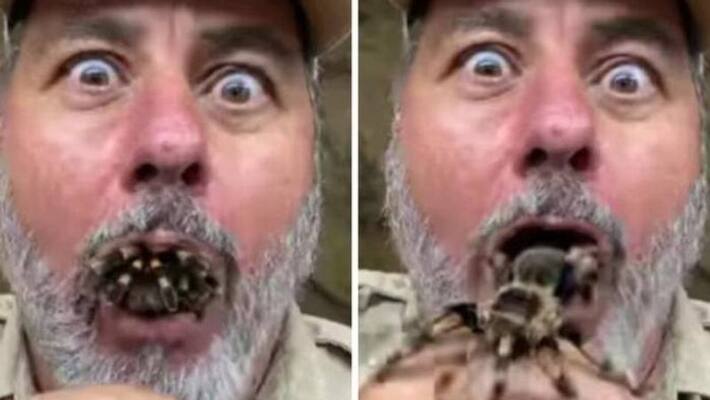 tarantula popping out of zookeepers mouth tarantula popping out of zookeepers mouth