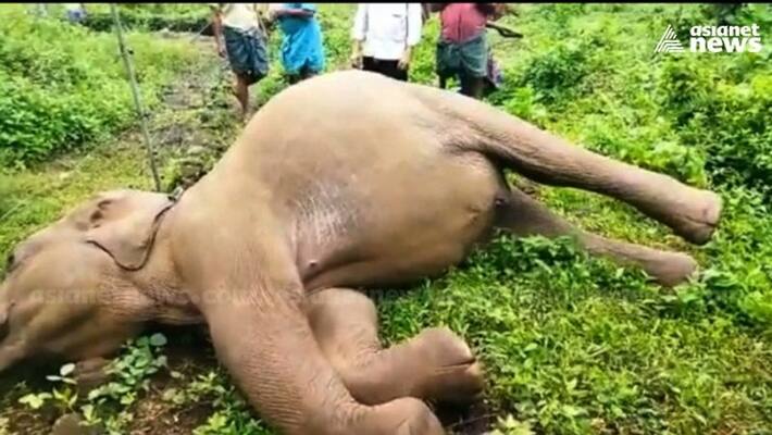 elephant found dead due to electric shock elephant found dead due to electric shock