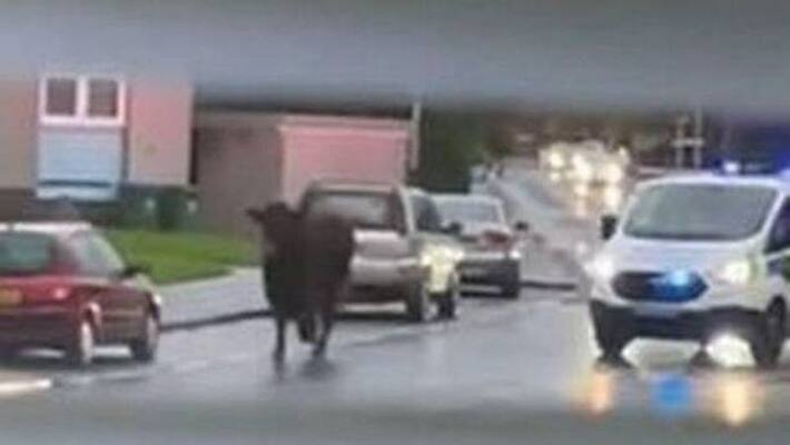 bull escaped from slaughterhouse bull escaped from slaughterhouse