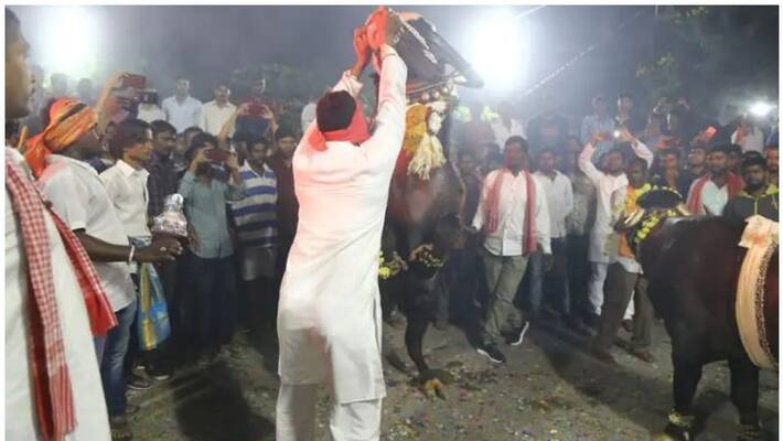 hyderabad getting ready to host sadar festival by yadav community hyderabad getting ready to host sadar festival by yadav community