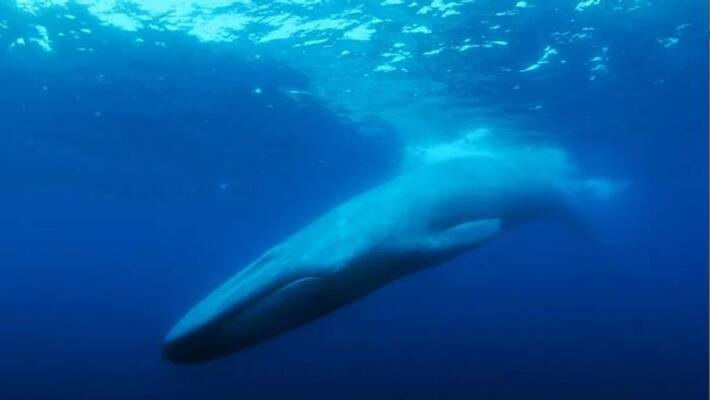 story of the worlds loneliest whale story of the worlds loneliest whale