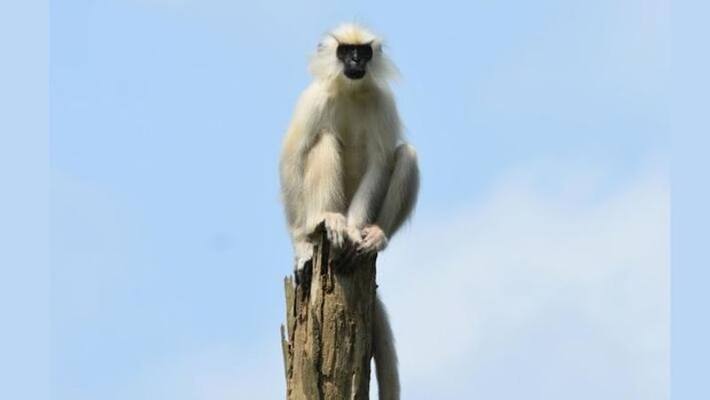 Fact Check of viral message of langurs Deployed at metro station Fact Check of viral message of langurs Deployed at metro station